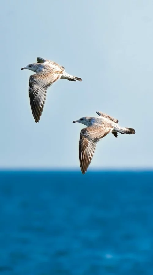 Mouettes